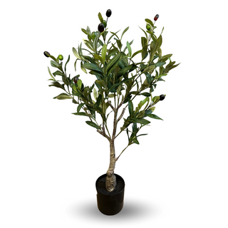 Oliwka w doniczce
