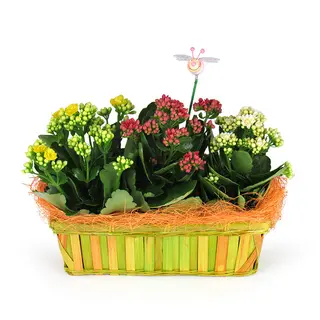 __cesta Mum