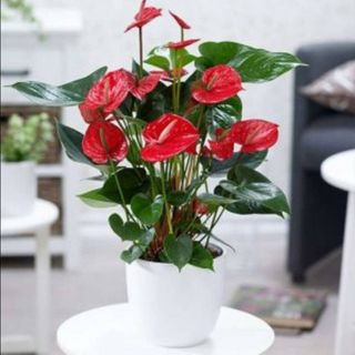 Anturium  Tamaño Grande