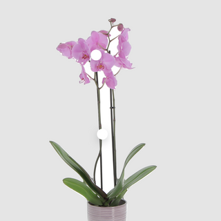 Orchidea rosa