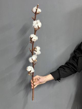 Гілка бавовни