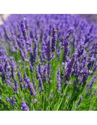 Lavanda grande 