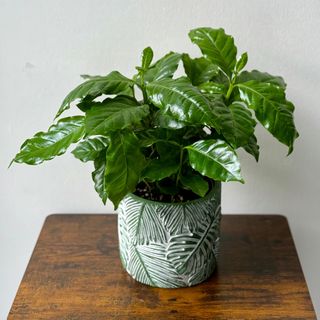 Planta Coffea Arabica
