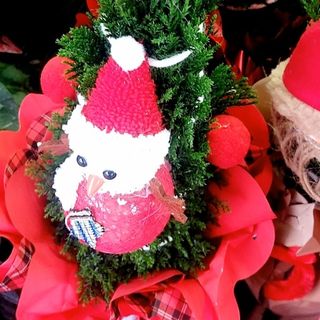 Spathiphyllum alberello Babbo Natale luce