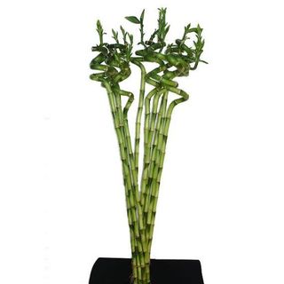 Bambou Grande Taille -3Tiges