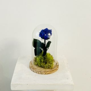 Cúpula de la Bella y la Bestia "Rosa Eterna Azul" 