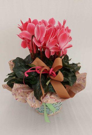 Ciclamino rosa con cesto