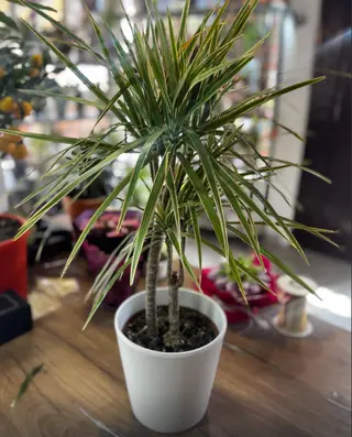 Dracena palma ( keramička saksija GRATIS )