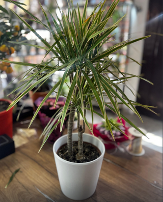 Dracena palma ( keramička saksija GRATIS )