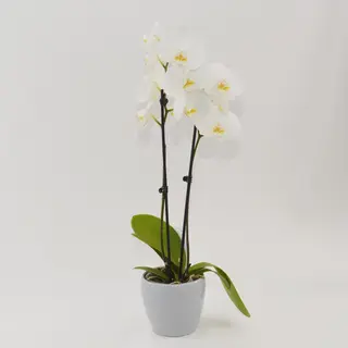 Orhidee phalaenopsis