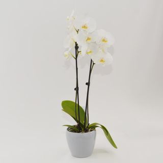 Orhidee phalaenopsis mare
