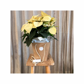 Flor de Pascua Crema