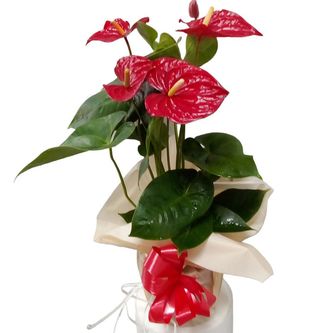 Anthurium