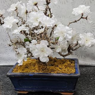 Bonsai 