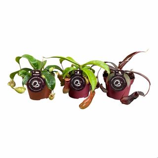 Planta Carnivoră Nepentes M (Nepenthes Mix)