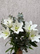 თეთრი ლილია