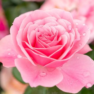 Róża różowa wys.70cm, 1 szt