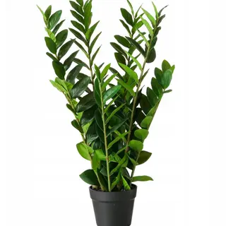 ZAMIOKULKAS ZAMIA duża 