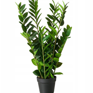 ZAMIOKULKAS ZAMIA duża 