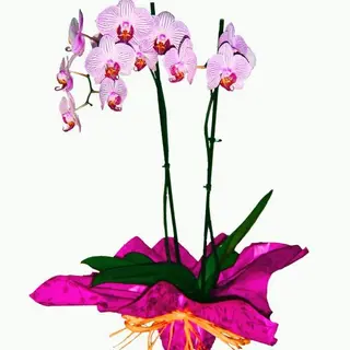 planta de fhalaenopsis