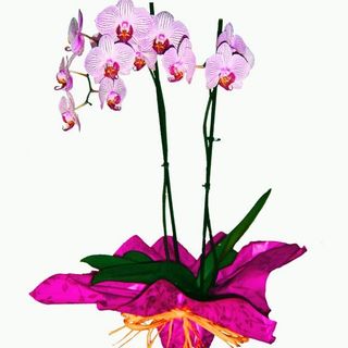 planta de fhalaenopsis