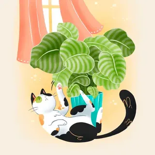 Lámina Plantas - Calathea