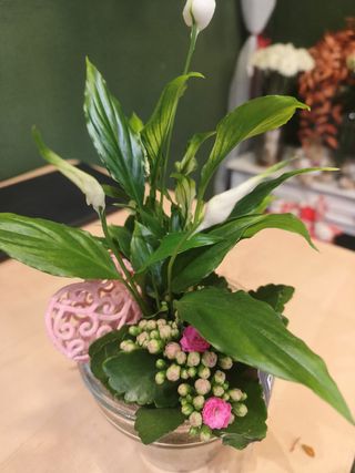 Composición Plantas