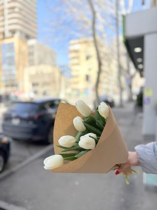 ჰოლანდიური ტიტა