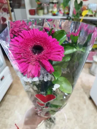 Gerbera preparada
