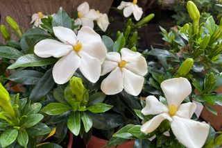 Gardenia grande profumata 