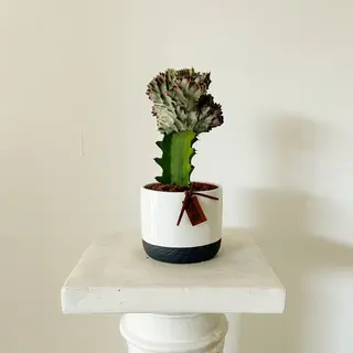 Cactus Euphorbia + Tiesto incluido