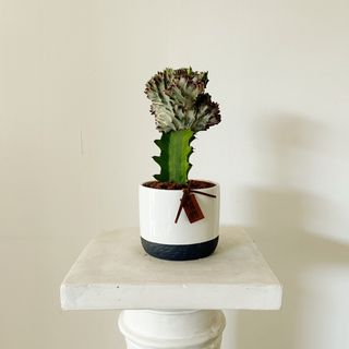 Cactus Euphorbia + Tiesto incluido