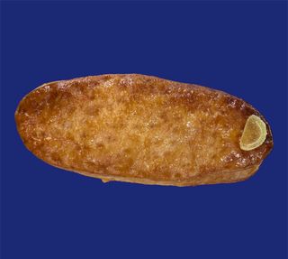 Lingua di Procida limone