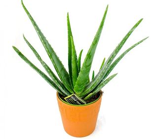 Aloe Vera (Aloe Vera H 45 Cm)