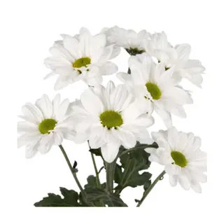  Margarita Blanca Flor Suelta (Nos son ramos/no bouquet)
