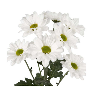  Margarita Blanca Flor Suelta (Nos son ramos/no bouquet)