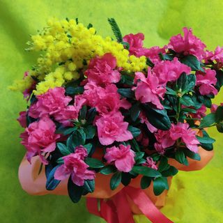 Azzalea con stelo di mimosa 