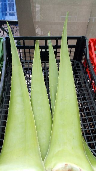 Hoja de Aloe Vera Ecológica 