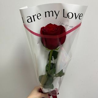 ჰოლანდიური ვარდი