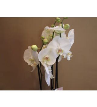 Orchidea phalaenopsis 