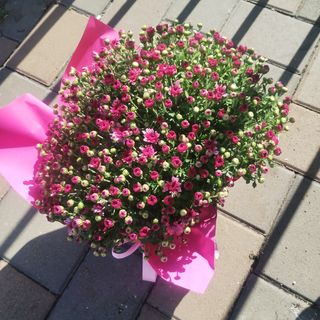 Aranjament crizanteme red