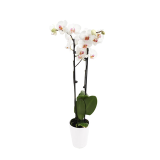 Orchidea bianca 4 steli