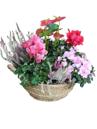 Capazo Campestre Plantas Variadas