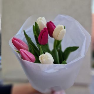 Тюльпан 7 шт