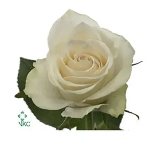 Rosa bianca singola 
