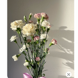 ფერადი  ჰოლანდიური მიხაკი (5 ცალი)