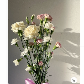 ფერადი  ჰოლანდიური მიხაკი (5 ცალი)