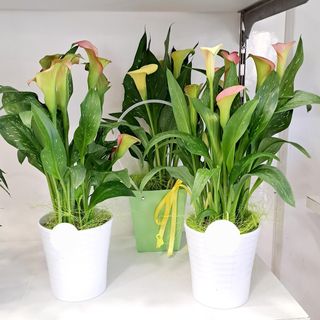 pianta di mini calla