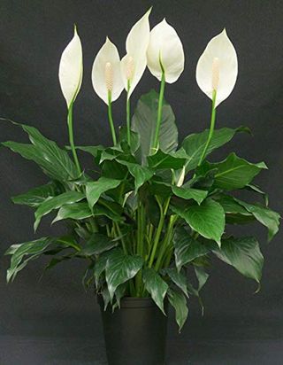 Spathiphyllum