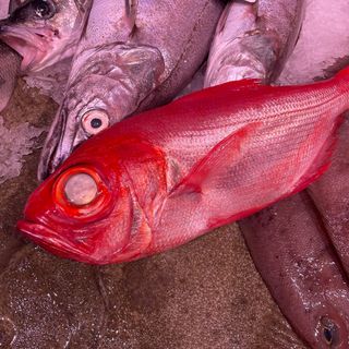 Rey Salvaje (1-1,2kg)